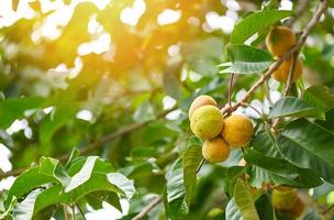 fruta santol en verano en tailandia, santol maduro en la fruta tropical del árbol santol foto