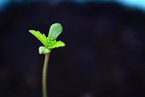 plántulas de cannabis en una olla negra para plantar , semillas de cannabis germinadas de cerca , pequeño cáñamo , árbol de plantas de semillas de marihuana pequeño thc cbd foto