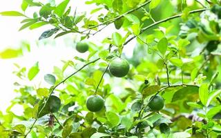 Green limes on a tree, Fresh lime citrus fruit high vitamin C in the garden farm agricultural with nature green blur background at summer photo