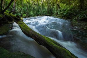 Mountain river stream waterfall green forest Landscape nature plant tree rainforest jungle small waterfall with rock green mos photo