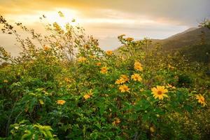 paisaje de campo de flores de caléndula de árbol en la montaña de la colina con amanecer en la mañana en invierno foto