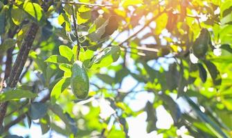 fruta de aguacate cuelga del árbol de aguacate en verano, aguacate verde fresco foto