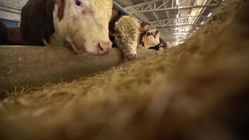 allevamento di carne, bestiame che mangia mangime. primo piano di bovini con fieno davanti a loro. il bestiame sta mangiando. mangime per bovini. video