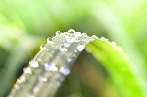 Water drop of dew on leaf green grass on field in morning with sun light bright day photo