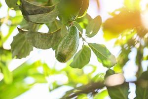 fruta de aguacate cuelga del árbol de aguacate en verano, aguacate verde fresco foto