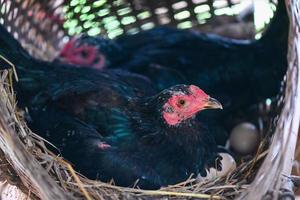 gallina incubando huevos en el nido, gallina negra sentada en el huevo en una granja de pollos en el campo foto