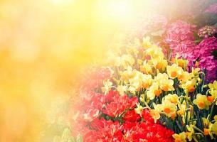 Tulips background Colorful colored tulips garden decoration red yellow and green plant photo