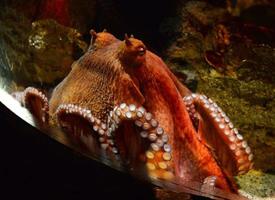 pulpo nadando pecera submarino acuario foto