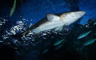 large Ragged Tooth Shark or Sand Tiger Shark photo