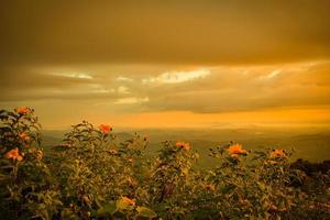 Landscape of tree marigold flower field on hill mountain with sunrise in the morning yellow sky photo