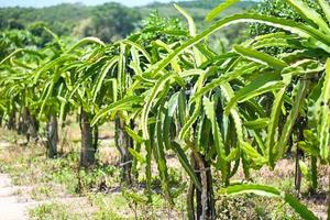 dragon fruit tree with dragon fruit flower on tree in the agriculture farm at asian, pitahaya plantation dragon fruit in thailand  in the summer photo