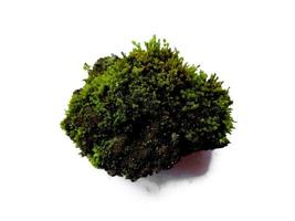 Green moss isolated on white background bright green moss photo