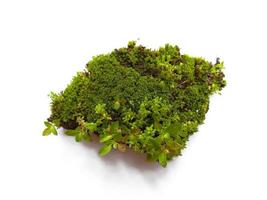 Moss texture background green moss isolated on white background photo