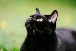 The Scottish Fold is a cute black-haired cat looking up at something in the sky. photo