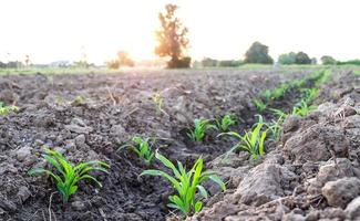 Row pattern of plowed field and sprout corn with sunlight in countryside or rural, begin or start up life concept photo