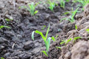 Row pattern of plowed field and sprout corn with sunlight in countryside or rural, begin or start up life concept photo