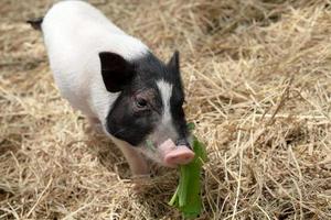 piglet on hay at pig farm photo