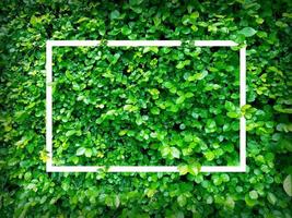 Green leaves. Creative layout made of leaves with paper card note or frame. A flat lay. Nature concept photo