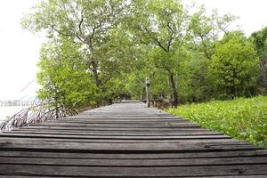 Wood bridge for nature walk in mangroves. photo