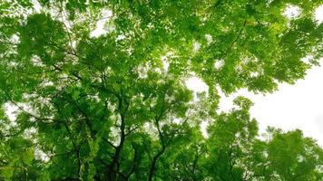 Forest in the spring, summer, autumn and winter photo