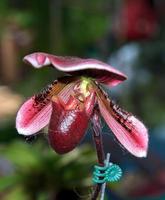 La zapatilla de dama es un tipo de orquídea que crece en los bosques de alta montaña. es una flor económica popular plantada en jardines y arreglada en un jarrón, popular en europa y américa como flor exportada foto