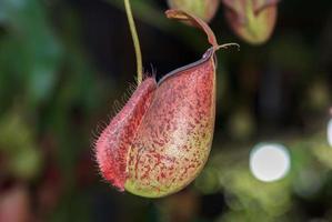 nepenthes con sus hermosos colores y patrones es una planta insectívora que es una planta ornamental y una hermosa decoración de jardín. es popular entre los amantes de las plantas. foto