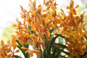 Orange-yellow Vanda orchid -Philippines- fragrant, is a commercial plant for export, popular culture and decoration and home decoration, popular in Europe and America. photo