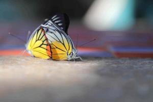 las mariposas se reproducen en el piso de la mesa de cemento, en una mañana de invierno cuando llegan los cálidos rayos del sol. foto