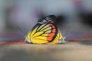 las mariposas se reproducen en el piso de la mesa de cemento, en una mañana de invierno cuando llegan los cálidos rayos del sol. foto