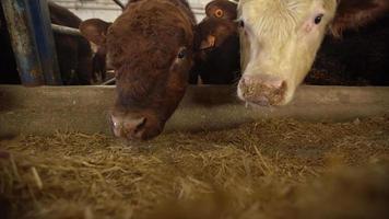 allevamento di carne, bestiame che mangia mangime. il contadino mette la paglia davanti al bestiame con la mano. video