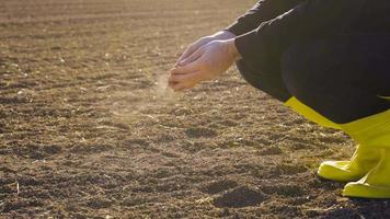 de boer pakt de grond met zijn handpalm en giet het uit. boer scheppen grond in landbouwgrond. hij pakt de aarde en giet die uit zijn handpalm. video