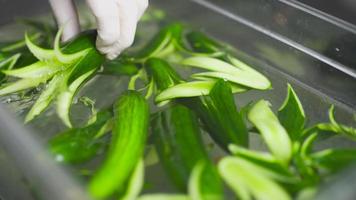 Cucumber in water. The chef takes the cucumbers he has shaped after soaking them in water. video