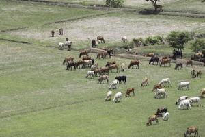 Cows eat grass in the fields in the fields. Aerial view from above, picture from above Grassland and green grass Bird's-eye view Concept of farming and agriculture. photo
