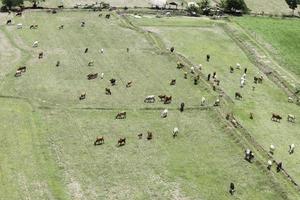 Cows eat grass in the fields in the fields. Aerial view from above, picture from above Grassland and green grass Bird's-eye view Concept of farming and agriculture. photo