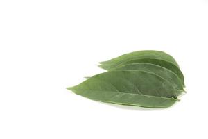 Small green gooseberry leaves arranged beautifully with artistic elements and have space to write messages and phone numbers. photo