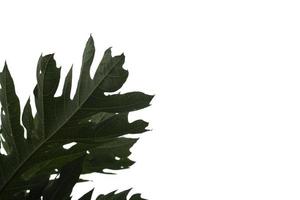 Raw papaya leaves, white background, gray sky on a day when the back is overcast from rain. No sun, overcast, shady, allowing to see the leaves and the natural beautiful patterns. photo