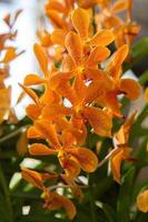 Orange-yellow Vanda orchid -Philippines- fragrant, is a commercial plant for export, popular culture and decoration and home decoration, popular in Europe and America. photo