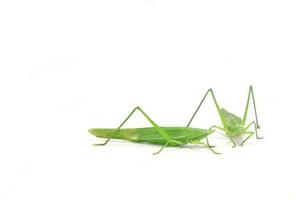 green grasshopper is a devastating pest, eats vegetables and gardeners' agricultural produce on a white background and feeds on small insects. photo