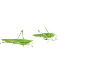 green grasshopper is a devastating pest, eats vegetables and gardeners' agricultural produce on a white background and feeds on small insects. photo