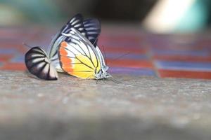 las mariposas se reproducen en el piso de la mesa de cemento, en una mañana de invierno cuando llegan los cálidos rayos del sol. foto