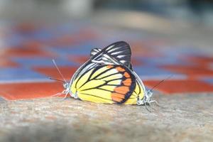 las mariposas se reproducen en el piso de la mesa de cemento, en una mañana de invierno cuando llegan los cálidos rayos del sol. foto