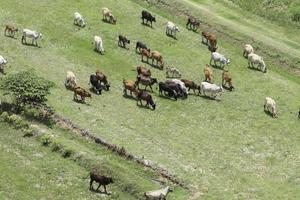 Cows eat grass in the fields in the fields. Aerial view from above, picture from above Grassland and green grass Bird's-eye view Concept of farming and agriculture. photo