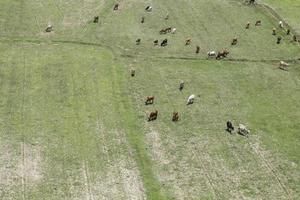 Cows eat grass in the fields in the fields. Aerial view from above, picture from above Grassland and green grass Bird's-eye view Concept of farming and agriculture. photo