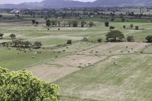 Cows eat grass in the fields in the fields. Aerial view from above, picture from above Grassland and green grass Bird's-eye view Concept of farming and agriculture. photo