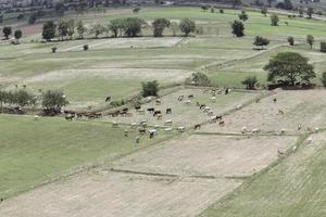 Cows eat grass in the fields in the fields. Aerial view from above, picture from above Grassland and green grass Bird's-eye view Concept of farming and agriculture. photo