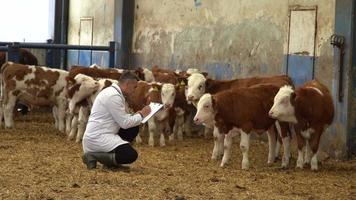 Veterinarian calf herd review. He walks among the calves in the veterinary fattening farm. Takes notes and checks the health status of animals.