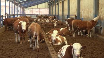 vitelli in un allevamento di ingrasso. visione collettiva dei vitelli nell'allevamento. video