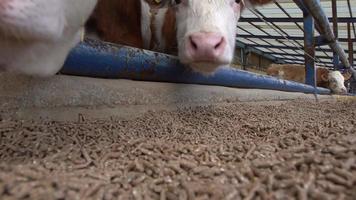 vitelli che consumano mangime, allevamento di carne. il vitello da vicino sta consumando mangime. vitelli simentali. video