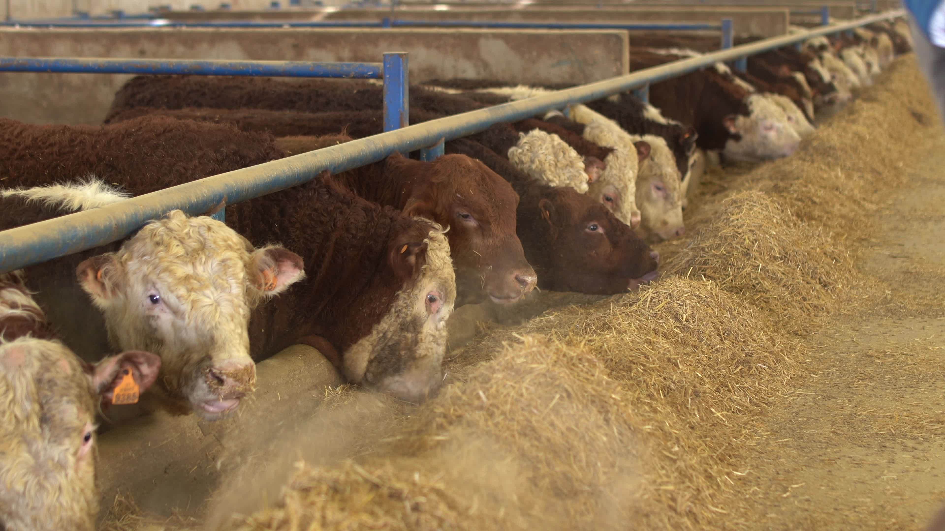 Image of cattle eating forage at the fattening farm. The farmer works