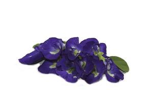 Purple butterfly pea flower is a food and drink ingredient, a healthy herb with beautiful colors and is added to shampoo and cosmetics on a white background. photo